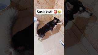 Dog potty training went wrong 😭🚨shorts dog husky trendingsongs [upl. by Itram]