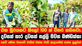 දවසක් හැර දවසක් සල්ලි මවන බණ්ඩක්කා  එක මුරයකට කිලෝ 100 ක්‌ විතර කඩනවා [upl. by Somisareg]