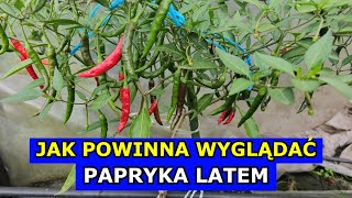 Jak Powinna Wyglądać Papryka Latem Pielęgnacja Papryki Słodkiej i Ostrej Opryski Papryki Uprawa [upl. by Lindly]