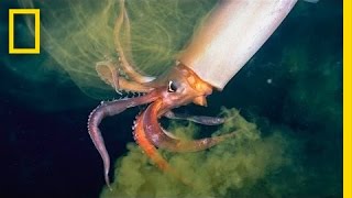 The Amazing Squid  Nat Geo Live [upl. by Tayyebeb845]