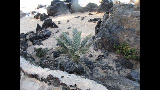 Phoenix sylvestris palm tree has naturalized in poor growing conditions [upl. by Anom231]