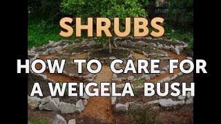 How to Care for a Weigela Bush [upl. by Llerrehc]