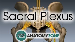 Sacral Plexus  Anatomy Tutorial [upl. by Ely]