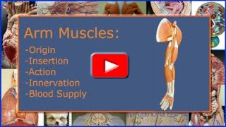 Arm Muscles Origin Insertion Action Innervation and Blood Supply [upl. by Ahcsatan]