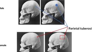 A Journey into the Anatomy of the Human Skull [upl. by Niahs]