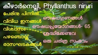 കീഴാർനെല്ലി  Phyllanthus niruri  കീഴ്കാനെല്ലി  കീഴാനെല്ലി  കീഴുക്കായ് നെല്ലി  കിരുട്ടാർ നെല്ലി [upl. by Dela522]