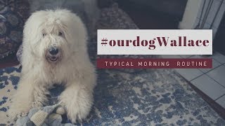 Old English Sheepdogs Morning Routine┃GRWM┃EdampMel [upl. by Crooks]