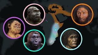 Seven Million Years of Human Evolution datavisualization [upl. by Eirrek448]