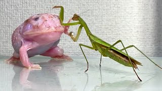 praying mantis trying to eat a frog Pacman frog  African bullfrog【LIVE FEEDING】 [upl. by Adalai57]