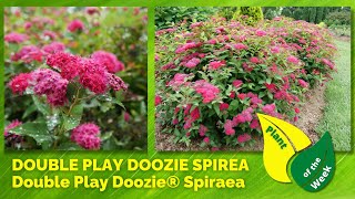 DOUBLE PLAY DOOZIE SPIREA  Double Play Doozie® Spiraea by Proven Winners [upl. by Darahs]