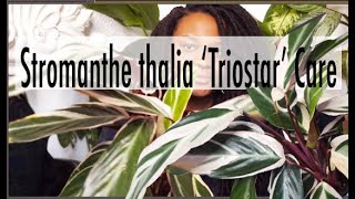 Stromanthe Thalia Triostar Care  Tips on how to care for your Stromanthe Triostar [upl. by Annaet]