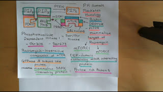 The PI3K  AKT  mTOR Pathway and Cancer Part 5 [upl. by Samuela]