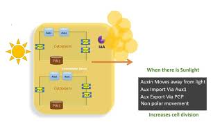 Auxin transport in plants [upl. by Arramahs]