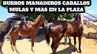 Burros manaderos caballo de carreras yeguas mulas Toros y becerros Plaza ganadera Tlacolula Oaxaca [upl. by Aihsenek]