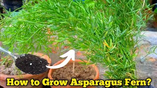 Tips amp Tricks To Grow Asparagus Fern  Asparagus Plant Care  The Small Story [upl. by Randall]