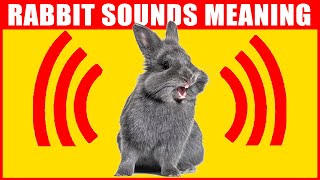 14 Sounds Rabbits Make and What They Mean [upl. by Ethan69]