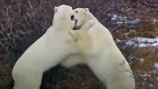 Male Polar Bear Fight Practice  Vets in the Polar Bear Wild  BBC Studios [upl. by Sloatman2]