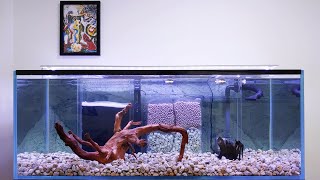 New Tank Setup Flowerhorn or Oscar Aquarium  Internal Sump Filter [upl. by Gensler]