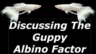 Discussing The Guppy Albino Factor [upl. by Racso]