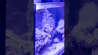 INTRODUCING Aio 10gallon Saltwater Cycled Tank Setup [upl. by Arodal4]