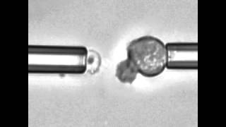 Three examples of chemotaxis experiments [upl. by Aihsemak]