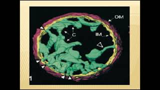 la mitochondrie  cours cytologie 2 emd [upl. by Akeemat103]