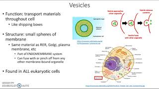 Vesicles [upl. by Kiona]