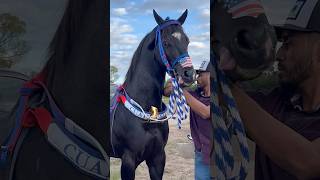 El Pando Hermoso Ejemplar y Ligero de Durango México🐎🇲🇽 caballoscorriendo horse [upl. by Anifad]