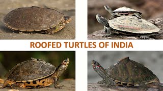 Roofed Turtles of India 🇮🇳  Turtles  Indian Reptiles [upl. by Atterahs]