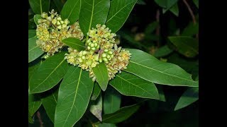 Umbellularia californica California bay [upl. by Hax136]