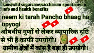 KansWild SugarcaneSaccharum Spontaneum Info And Health Benefits [upl. by Hamon9]