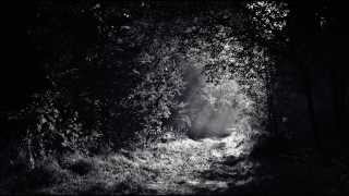 Nature Sounds  Woodland Soundscape  Wind in Trees Ambience white noise [upl. by Adnola]