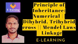 Principle of Inheritance Numerical  Dihybrid Trihybrid cross  Mendel Laws  Linkage [upl. by Shaylah448]