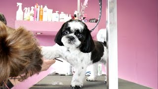 Grooming Guide  How to Groom a Shih Tzu 2 [upl. by Erialb758]