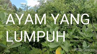 OBAT AYAM LUMPUHaimanmbozo6207 [upl. by Nylsirk]