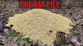 Leaving a PILE OF OATS in the Woods Heres what happens Trail Camera [upl. by Daley488]