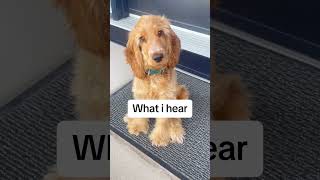 What dog hears 🌞dog tiktok shorts cute puppy viral fluffy cockerspaniel outdoors lecture [upl. by Nevile]