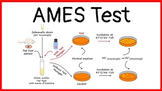 Ames TestMutagens amp Carcinogens TestingIntroductionPrincipleBasic StepsAdvantagesLimitations [upl. by Ardnayek]