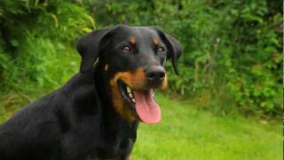 BeauceronBayernde [upl. by Anahc]