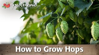 How To Grow Hops [upl. by Scherle54]