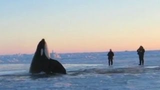 11 Desperate Orcas Trapped in Ice Make Dramatic Escape [upl. by Dorian]