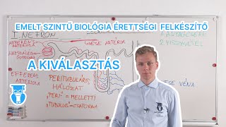 Kiválasztás  A vese működése  Biológia érettségi [upl. by Purse]