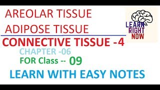 Connective Tissue PART04 AREOLAR and ADIPOSE TISSUE Class 09 Chapter06 [upl. by Demmer]