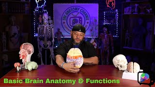 Brain Basics Exploring The Major Parts And Functions [upl. by Pinckney710]