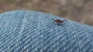 Female Blacklegged or Deer Tick Ixodidae Ixodes scapularis [upl. by Eanore481]