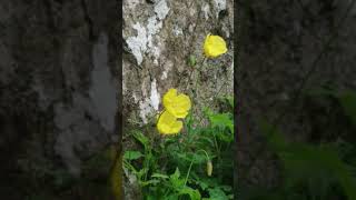 Meconopsis cambrica [upl. by Moneta795]