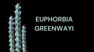 EUPHORBIA GREENWAYI CARE TIPS [upl. by Dwinnell3]