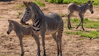 Two Grevy’s Zebra Births Add to Endangered Population [upl. by Innavoig122]