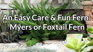 An Easy Care amp Fun Fern Myers or Foxtail Fern [upl. by Parrott192]