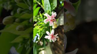 Combretum indicum a stunning display of natures vibrant beauty shortvideo flowers nature [upl. by Nazario]